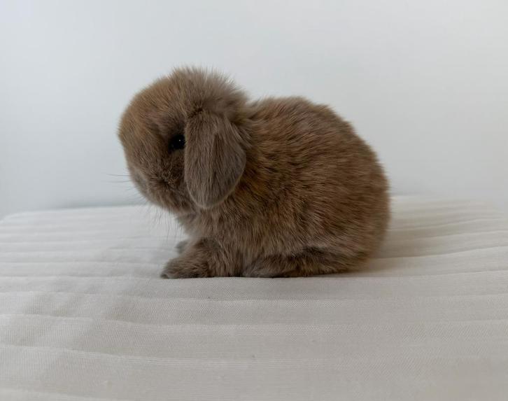 Minilop kleintjes te reserveren, Dieren en Toebehoren, Konijnen, Dwerg, Meerdere dieren, 0 tot 2 jaar, Hangoor