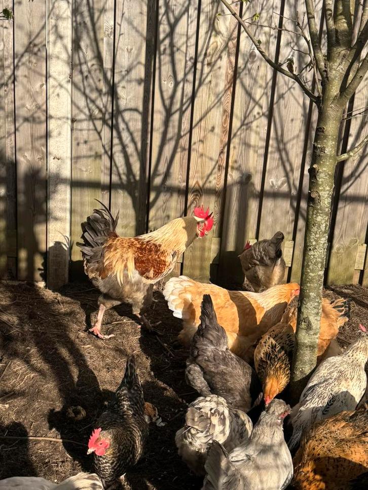 Kleurlegger haan, Animaux & Accessoires, Volatiles