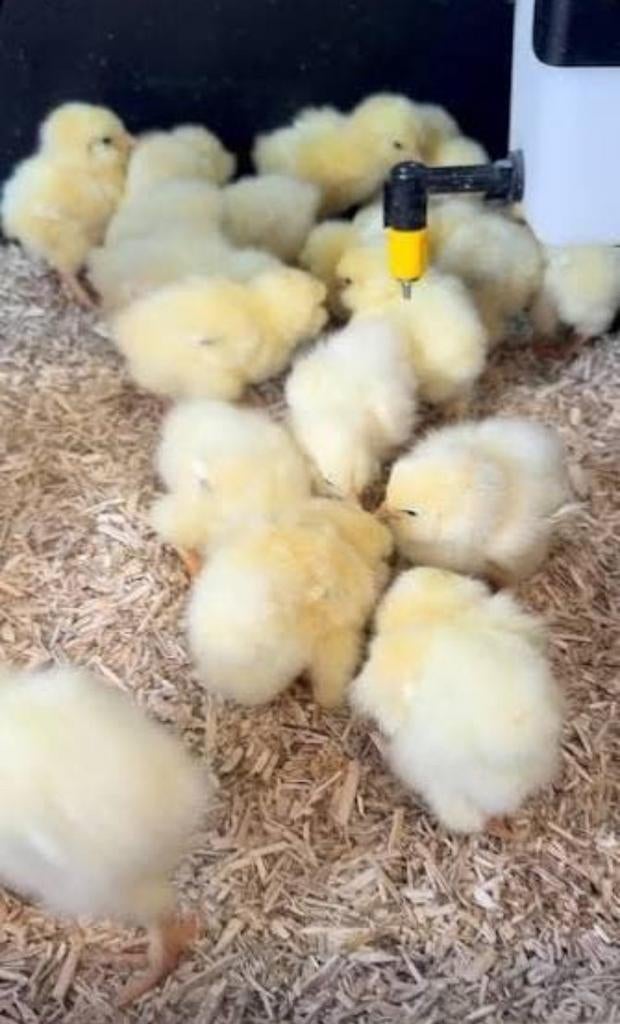 Kuikens (100% hennen), Dieren en Toebehoren, Pluimvee