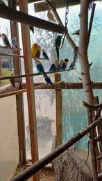 Agaponisen, Dieren en Toebehoren