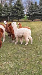 Alpaca, Mâle, 0 à 2 ans