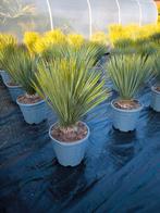 Yucca rostrata : Tuin yucca : ananas plant, En pot, 100 à 250 cm, Plein soleil, Autres espèces