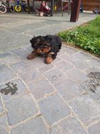 Yorkshire terriër pups, Dieren en Toebehoren, België, 8 tot 15 weken, Meerdere, Fokker | Professioneel