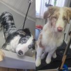 Hondenkwaffeur trimsalon hondenkapper, Ophalen, Nieuw