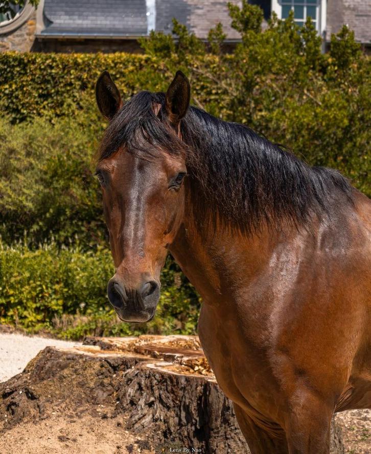 Hongre de 16 ans, Animaux & Accessoires, Chevaux & Poneys | Autres trucs de cheval, Enlèvement