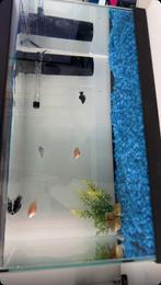 Aquairum de 20L / TOUT filtre etc avec les poisson, Animaux & Accessoires, Enlèvement, Comme neuf, Filtre ou CO2