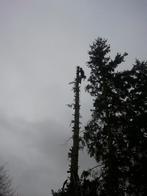 Bonjour je propose mes services pour élagage et de l'abattag, Enlèvement