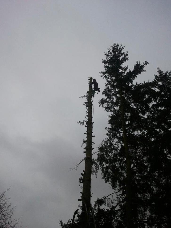 Bonjour je propose mes services pour élagage et de l'abattag, Jardin & Terrasse, Plantes | Arbres, Enlèvement