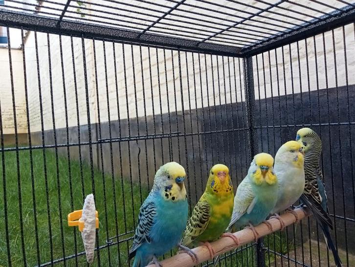 Perruches, Animaux & Accessoires, Oiseaux | Perruches & Perroquets, Perruche, Plusieurs animaux