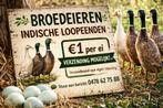 Broedeieren indische loopeenden te koop