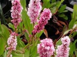 Persicaria Kabouter, Ophalen, Halfschaduw