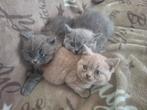 Brits kort en langhaar kittens, Dieren en Toebehoren, Katten en Kittens | Raskatten | Korthaar, Meerdere dieren, Gechipt, 0 tot 2 jaar