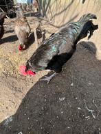 Coq noir printemps 2025