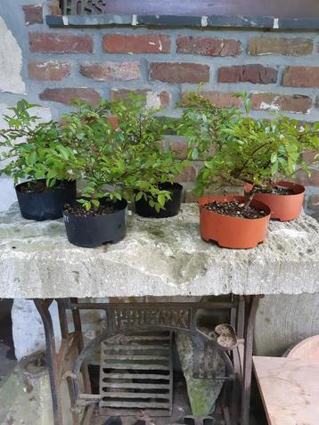 Zelkova nire stekken  beschikbaar voor biedingen