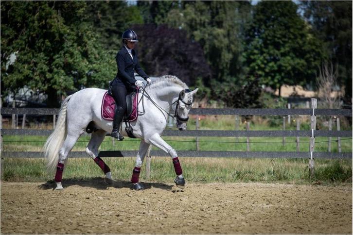 Prachtige ruin te koop, Dieren en Toebehoren, Paarden, Ruin, M, 165 tot 170 cm, 7 tot 10 jaar, Dressuurpaard, Met stamboom, Gechipt
