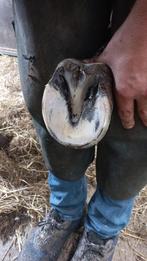 Bekappen van paarden, Dieren en Toebehoren, Paarden en Pony's | Verzorgingsproducten, Ophalen of Verzenden