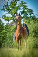 Hulp met onze Arabiertjes, Dieren en Toebehoren, Stalling en Weidegang, Weidegang, 4 paarden of pony's of meer