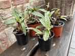 Ledebouria socialis zilverkruid, knolletjes, Ophalen