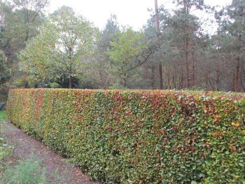 Hulp nodig in de tuin? Ik help je graag!, Tuin en Terras, Overige Tuin en Terras, Ophalen