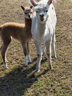 Witte alpaca merrie met prachtig bont hengstje aan de voet, Dieren en Toebehoren, Overige Dieren, Maart, Vrouwelijk