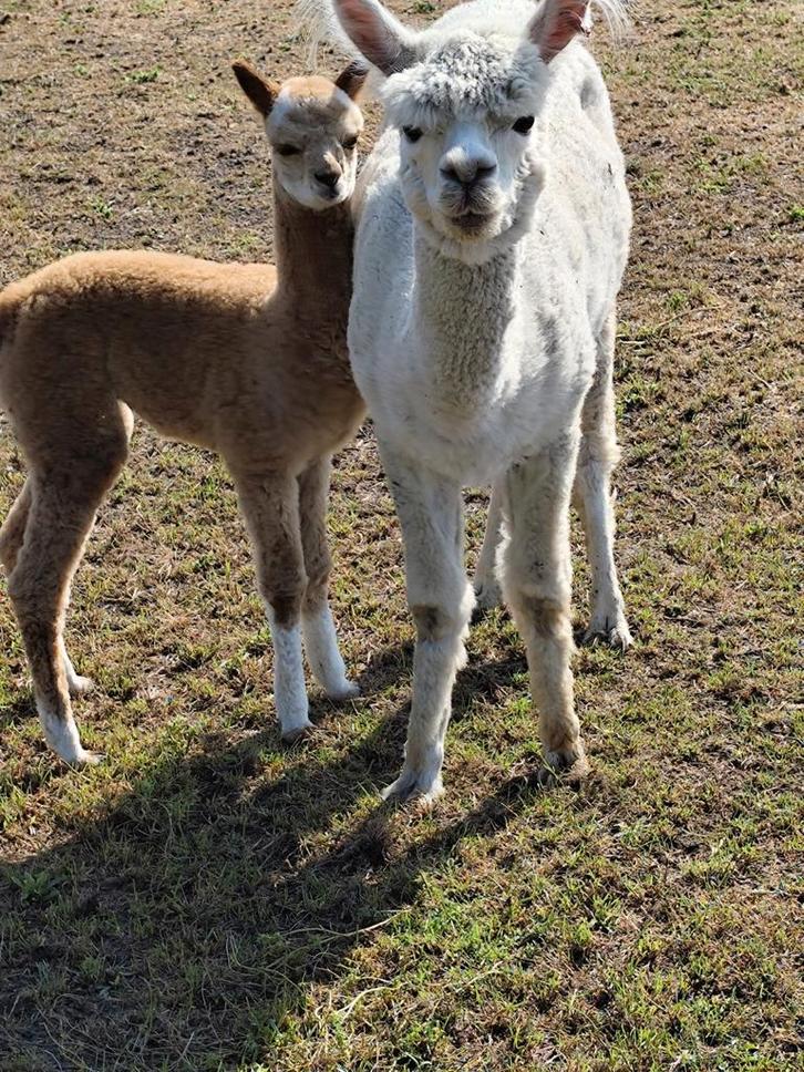 Witte alpaca merrie met prachtig bont hengstje aan de voet, Dieren en Toebehoren, Overige Dieren, Vrouwelijk, Maart