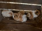Cavia, Dieren en Toebehoren, Knaagdieren, November, Cavia