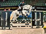 8 jarige ruin, Dieren en Toebehoren, Paarden, Ruin, 170 tot 175 cm, Springpaard, 7 tot 10 jaar