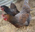 Barnevelder kippen 20€ stuk aan de leg, Dieren en Toebehoren