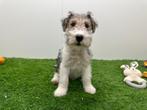 Fox Terrier pups, Dieren en Toebehoren, België, 8 tot 15 weken, CDV (hondenziekte), Meerdere