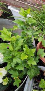 Hibiscus planten kleine en grote, Tuin en Terras, Planten | Tuinplanten, Ophalen of Verzenden