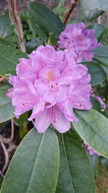 Rhododendron in pot. Vitale, grote plant. beschikbaar voor biedingen