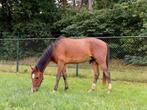 New Forest Ruin, grote D pony, Gechipt, Ruin, Dressuurpony, 0 tot 2 jaar
