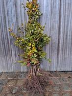 Haagplanten  fagus, carpinus, ligustrum, Tuin en Terras, Planten | Struiken en Hagen, Ophalen, Beukenhaag