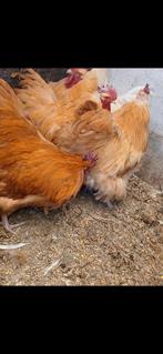 Hanen orpington 15 per stuk, Dieren en Toebehoren, Pluimvee
