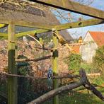 Roodrugparkieten, Dieren en Toebehoren, Vogels | Parkieten en Papegaaien, Geringd