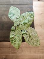 Alocasia Macrorrhizos Splash., Huis en Inrichting, Kamerplanten, Ophalen