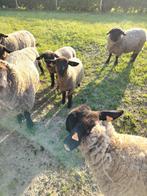 Suffolk, Animaux & Accessoires, Moutons, Chèvres & Cochons, Mouton, Plusieurs animaux, 0 à 2 ans