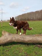 Ervaren, correcte en gezonde Border Collie ter dekking, België, Particulier, Reu, CDV (hondenziekte)