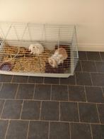 2 dwerg hangoor konijnen, Animaux & Accessoires, Lapins
