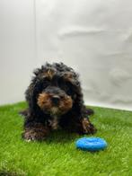 Cavapoo pups