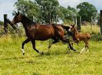fokmerrie, Dieren en Toebehoren, Paarden, Merrie, Gechipt, Niet van toepassing, Dressuurpaard