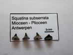 Set Squatina subserrata (16), Ophalen of Verzenden, Fossiel