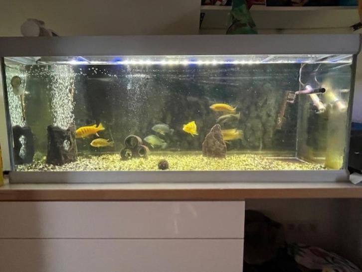 aquarium met warmwatervissen, Dieren en Toebehoren, Vissen | Aquaria en Toebehoren, Gebruikt, Gevuld zoetwateraquarium, Ophalen