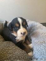 Berner Sennen pups, België, Overige rassen, CDV (hondenziekte), 8 tot 15 weken