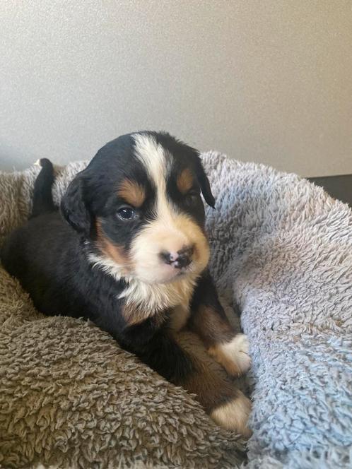 Berner Sennen pups, Dieren en Toebehoren, Honden | Herdershonden en Veedrijvers, Meerdere dieren, Overige rassen, Fokker | Professioneel