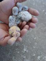 Dwergpapegaai baby personata ideaal om tam te maken, Geslacht onbekend, Dwergpapegaai of Agapornis, Tam