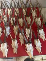 Taxidermie. Foie de renard rouge et crânes de Reebok., Enlèvement, Utilisé