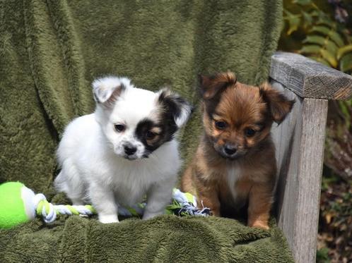 Heel mooie Chihuahua kruising pupjes, Dieren en Toebehoren, Honden | Niet-rashonden, Klein, Meerdere dieren, Fokker | Professioneel