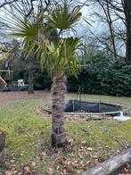 Palmboom, Tuin en Terras, Planten | Bomen, Ophalen, Palmboom