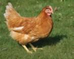 bruine legkip, Dieren en Toebehoren, Vrouwelijk, Kip